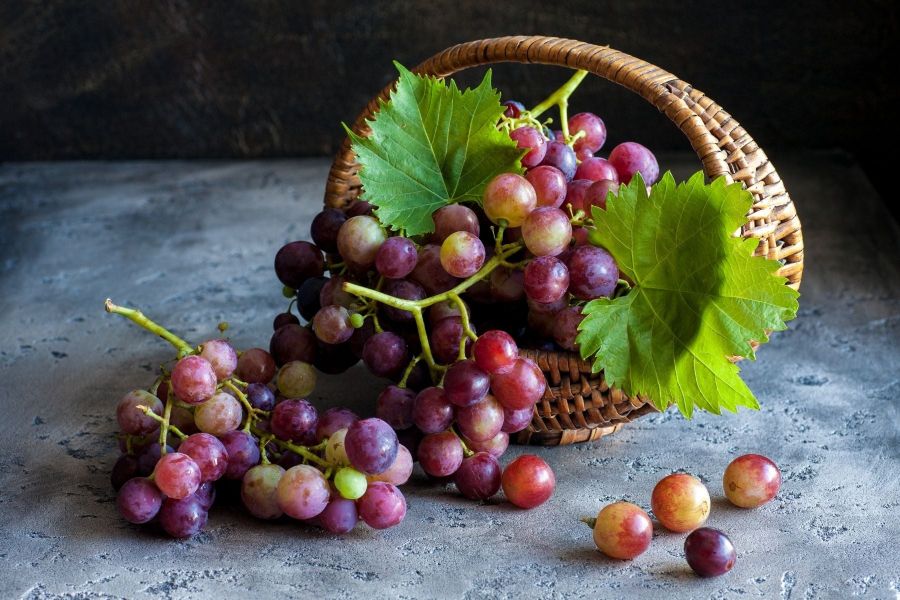 Grapes used to create gin and vodka by Carmel Distillery in the Perth Hills