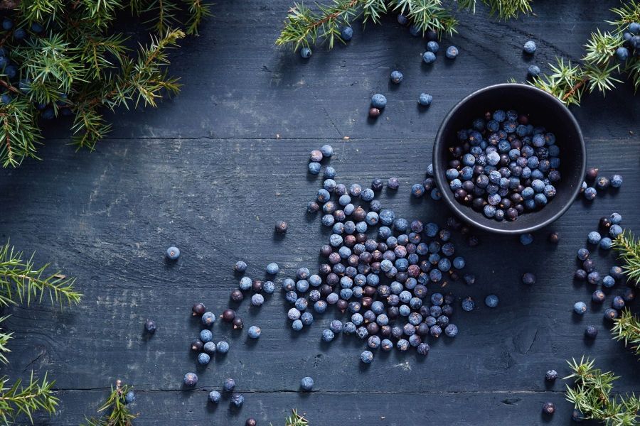 Juniper used for distilling gin by Carmel Distillery in Perth Hills